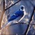 La technique de « l’oiseau bleu » pour attirer gratuitement et automatiquement des centaines de visiteurs chaque jour