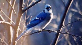 La technique de « l’oiseau bleu » pour attirer gratuitement et automatiquement des centaines de visiteurs chaque jour