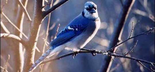 La technique de « l’oiseau bleu » pour attirer gratuitement et automatiquement des centaines de visiteurs chaque jour